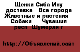 Щенки Сиба Ину доставка - Все города Животные и растения » Собаки   . Чувашия респ.,Шумерля г.